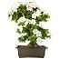 Rhododendron indicum, 62 cm, ± 15 jaar oud