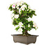 Rhododendron indicum, 62 cm, ± 15 years old