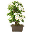 Rhododendron indicum, 62 cm, ± 15 jaar oud
