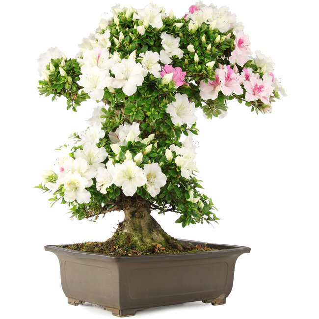 Rhododendron indicum, 62 cm, ± 15 anni