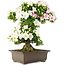 Rhododendron indicum, 62 cm, ± 15 jaar oud