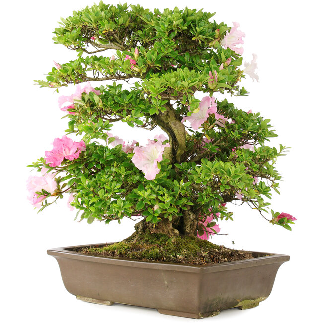 Rhododendron indicum, 49,5 cm, ± 15 anni