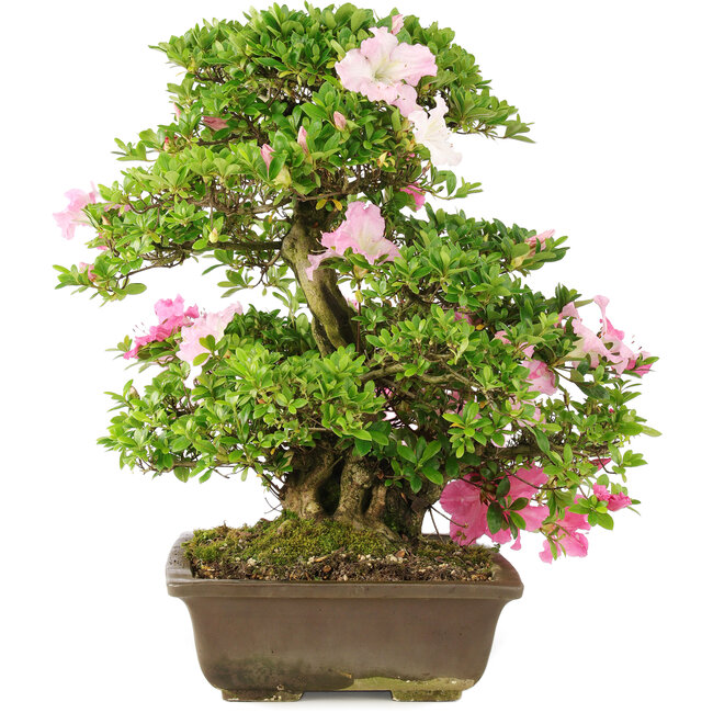 Rhododendron indicum, 49,5 cm, ± 15 Jahre alt
