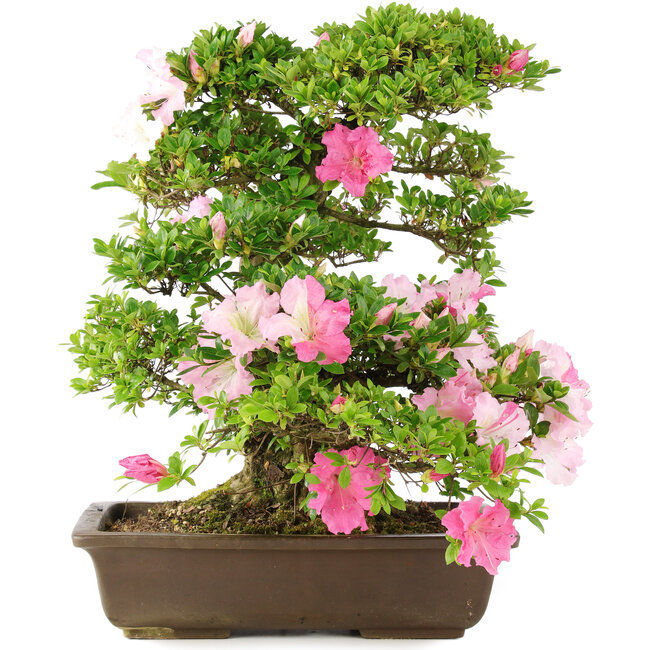 Rhododendron indicum, 49,5 cm, ± 15 jaar oud