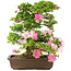 Rhododendron indicum, 49,5 cm, ± 15 years old