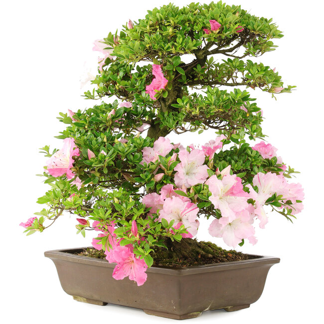 Rododendro indicum, 49,5 cm, ± 15 años