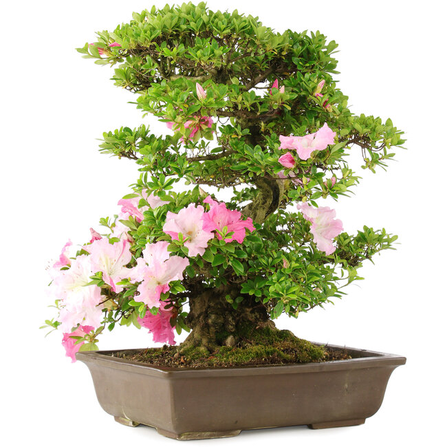 Rhododendron indicum, 49,5 cm, ± 15 years old