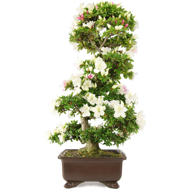 Rhododendron indicum, 76 cm, ± 15 anni