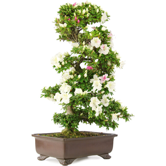 Rhododendron indicum, 76 cm, ± 15 anni