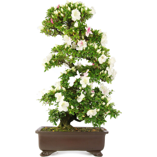 Rhododendron indicum, 76 cm, ± 15 anni