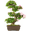 Rhododendron indicum, 62,5 cm, ± 15 years old