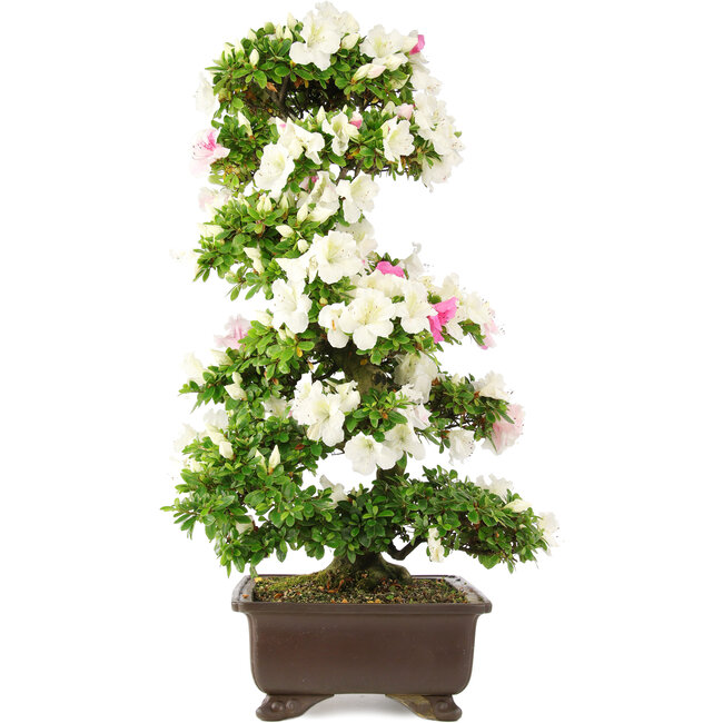 Rhododendron indicum, 76 cm, ± 15 jaar oud