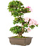 Rhododendron indicum, 62,5 cm, ± 15 years old