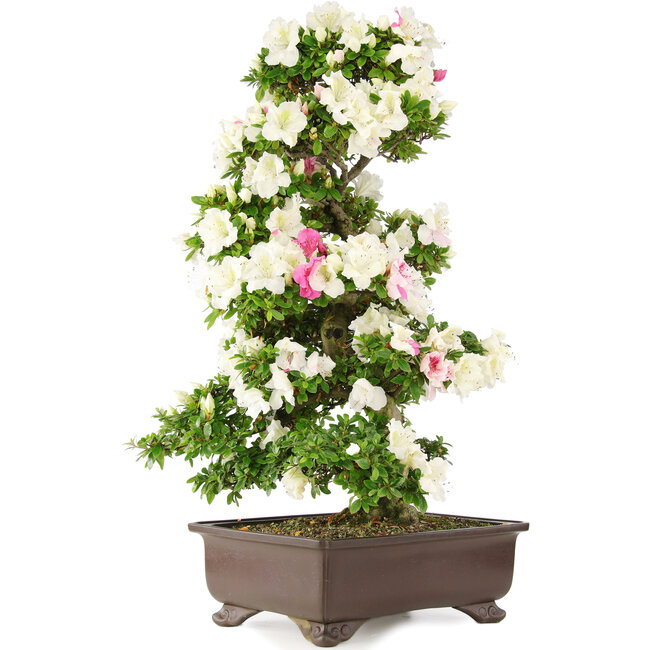 Rhododendron indicum, 76 cm, ± 15 ans