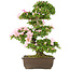 Rhododendron indicum, 62,5 cm, ± 15 years old