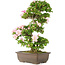 Rhododendron indicum, 62,5 cm, ± 15 years old