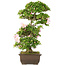 Rhododendron indicum, 62,5 cm, ± 15 years old