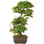 Rododendro indicum, 62,5 cm, ± 15 años