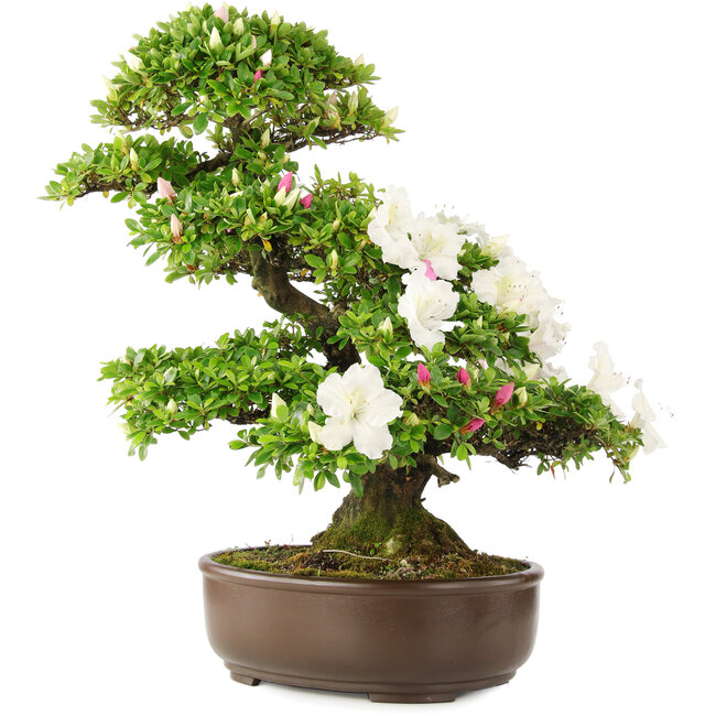 Rhododendron indicum, 62 cm, ± 15 Jahre alt