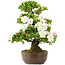 Rhododendron indicum, 62 cm, ± 15 ans