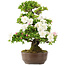 Rhododendron indicum, 62 cm, ± 15 years old