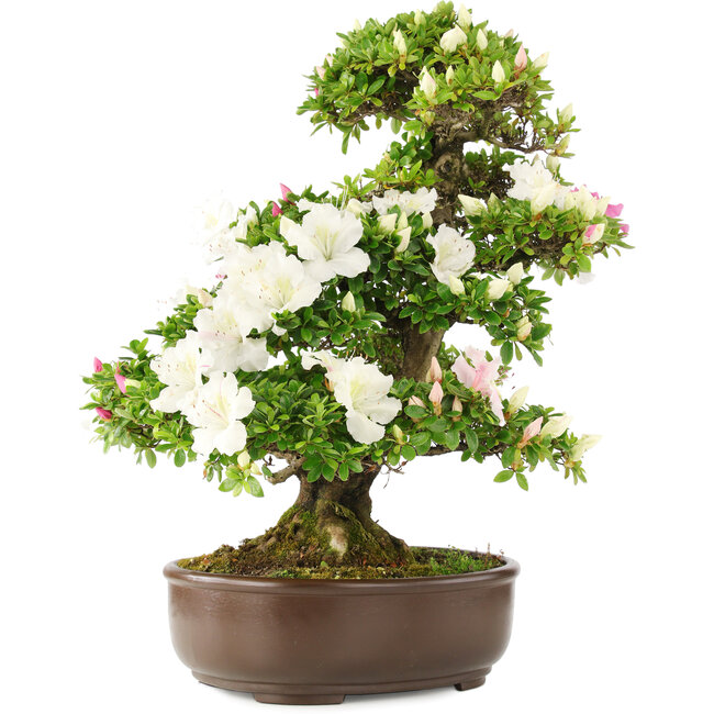 Rhododendron indicum, 62 cm, ± 15 anni