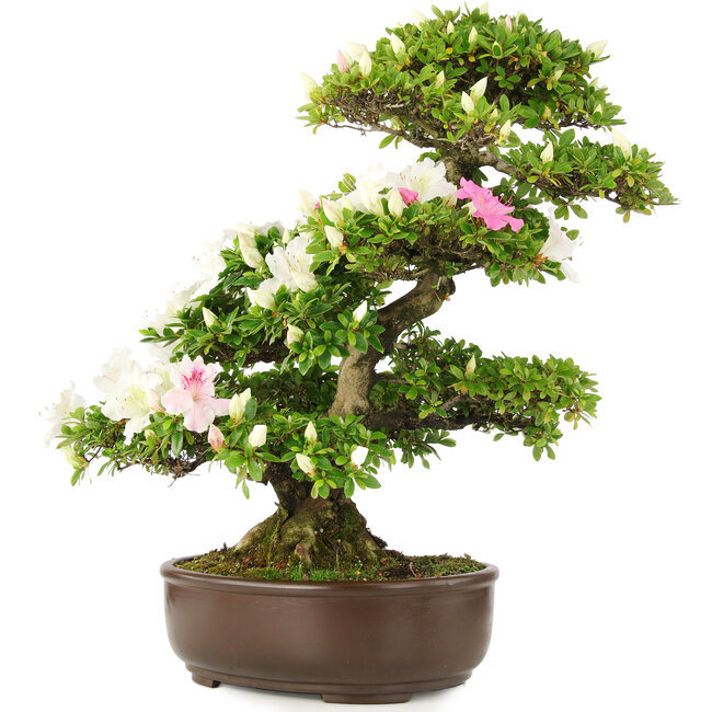 Rhododendron indicum, 62 cm, ± 15 Jahre alt