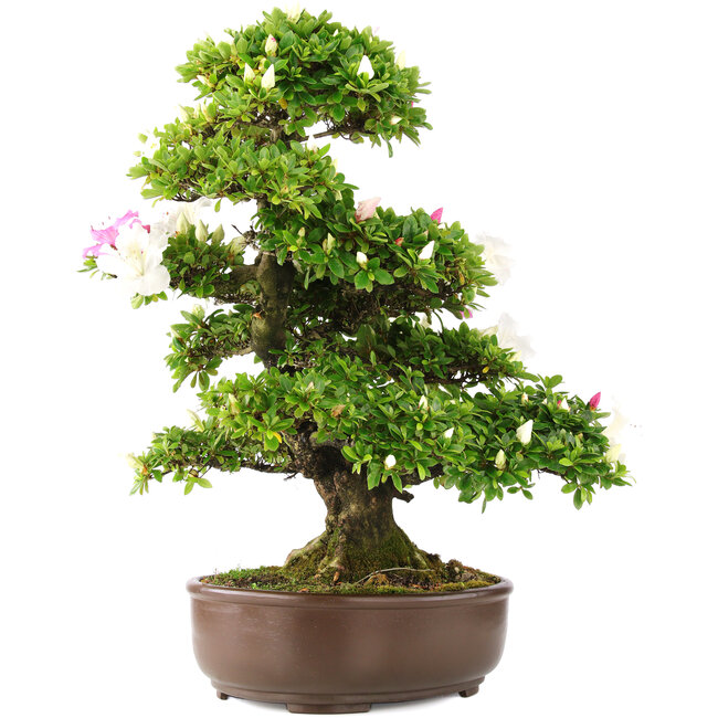 Rhododendron indicum, 62 cm, ± 15 ans