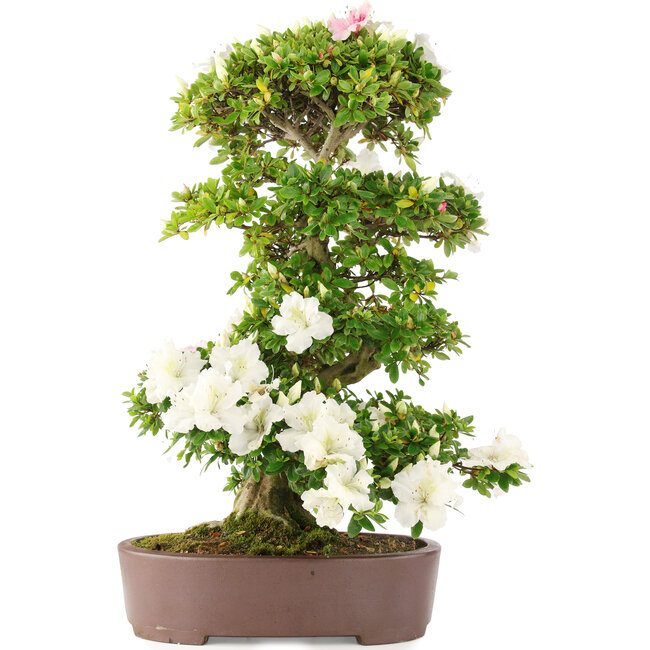 Rhododendron indicum, 63 cm, ± 15 jaar oud, in pot met barst