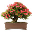 Rhododendron indicum Kinsai, 58 cm, ± 30 jaar oud