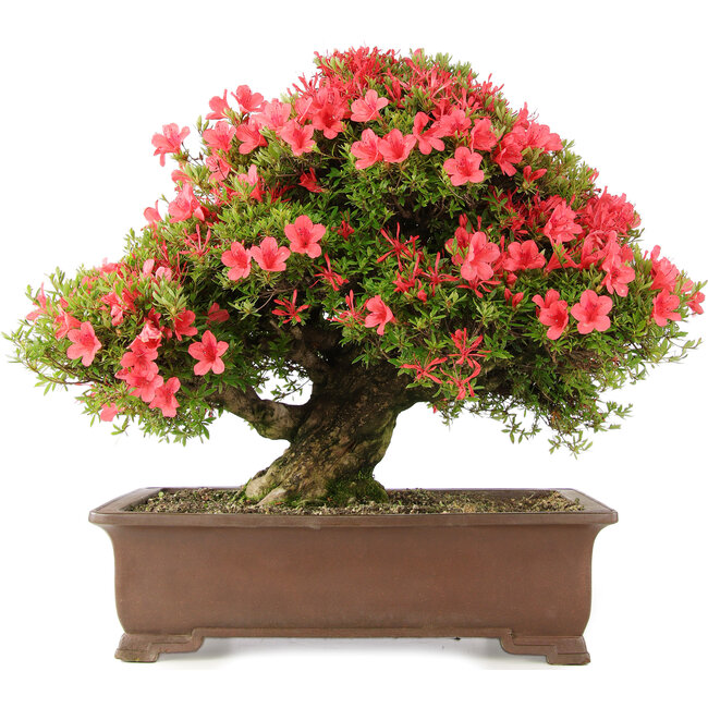 Rhododendron indicum Kinsai, 58 cm, ± 30 anni