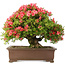 Rhododendron indicum Kinsai, 58 cm, ± 30 Jahre alt