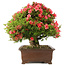 Rhododendron indicum Kinsai, 58 cm, ± 30 years old