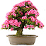 Rhododendron indicum Osakazuki, 60 cm, ± 30 jaar oud