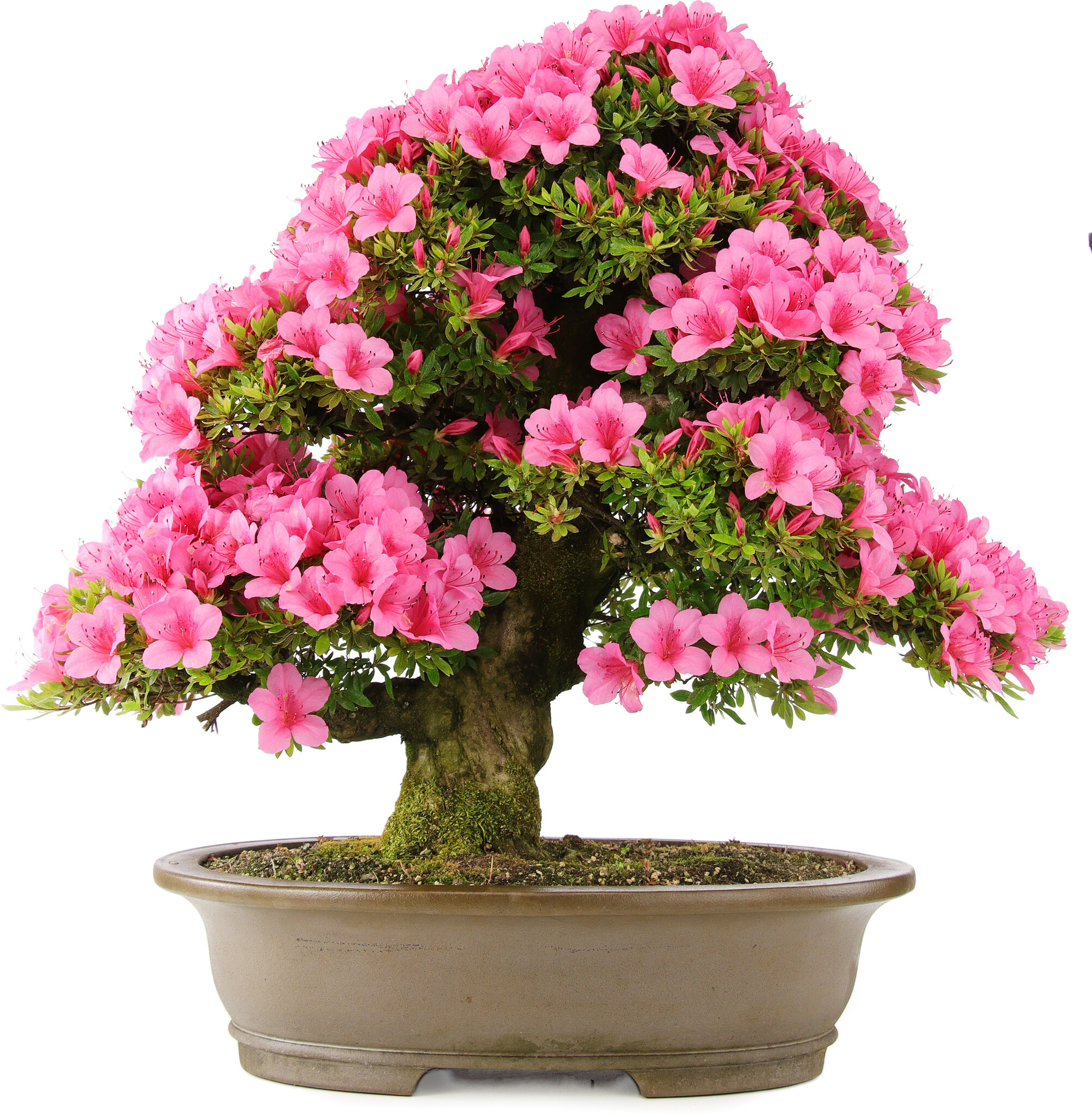 Rhododendron indicum, 60 cm,  30 years old - Bonsai Plaza