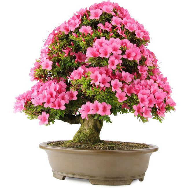 Rhododendron indicum Osakazuki, 60 cm, ± 30 anni