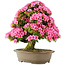 Rhododendron indicum Osakazuki, 60 cm, ± 30 Jahre alt