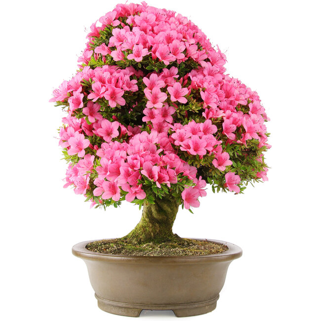 Rhododendron indicum Osakazuki, 60 cm, ± 30 Jahre alt