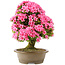 Rhododendron indicum Osakazuki, 60 cm, ± 30 Jahre alt