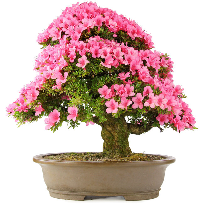 Rhododendron indicum Osakazuki, 60 cm, ± 30 jaar oud