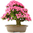 Rhododendron indicum Osakazuki, 60 cm, ± 30 Jahre alt