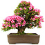 Rhododendron indicum Osakazuki, 58 cm, ± 30 jaar oud