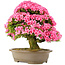 Rhododendron indicum Osakazuki, 60 cm, ± 30 jaar oud