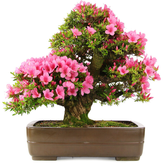 Rhododendron indicum Osakazuki, 58 cm, ± 30 jaar oud