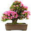 Rhododendron indicum Osakazuki, 58 cm, ± 30 Jahre alt