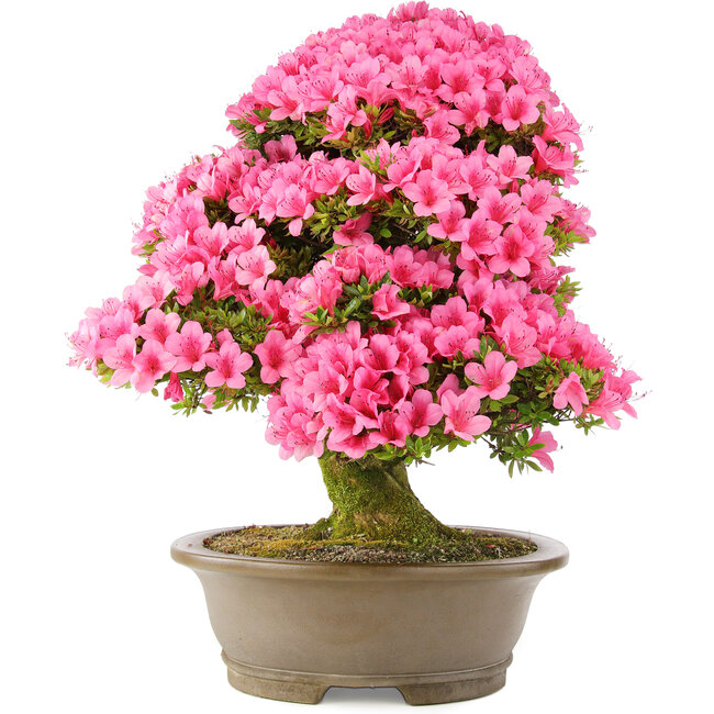 Rhododendron indicum Osakazuki, 60 cm, ± 30 Jahre alt