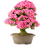 Rhododendron indicum Osakazuki, 60 cm, ± 30 jaar oud