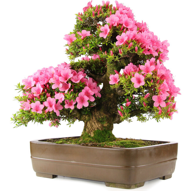 Rhododendron indicum Osakazuki, 58 cm, ± 30 years old