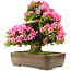 Rhododendron indicum Osakazuki, 58 cm, ± 30 anni