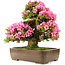 Rhododendron indicum Osakazuki, 58 cm, ± 30 jaar oud